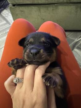 Labrador Retriever Dogs Available for Adoption in The Woodlands, Texas - Mocha | PetCurious