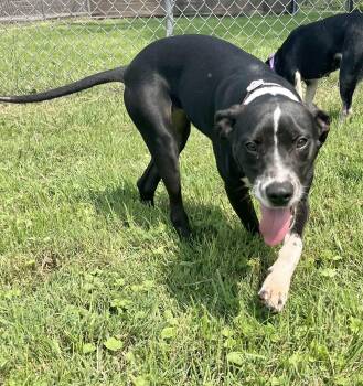 Rescue Mixed Breed Dogs for Adoption in Fairfax, Virginia - Lizzie | PetCurious