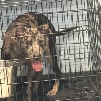 Beauty -  Catahoula Leopard Dog and Mixed Breed Dog for Adoption in Port Charlotte, Florida - Beauty | PetCurious