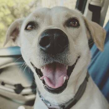 Stella -  Yellow Labrador Retriever and Pit Bull Terrier Dog for Adoption in Chesapeake Beach, Maryland - Stella | PetCurious