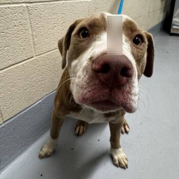 Sage -  Pit Bull Terrier and Mixed Breed Dog for Adoption in Concord, North Carolina - Sage | PetCurious