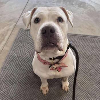 American Bulldog Dogs Available for Adoption - Marley | PetCurious