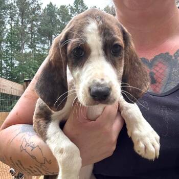 Sorinexx -  Hound and Mixed Breed Dog for Adoption in Fredericksburg, Virginia - Sorinexx | PetCurious