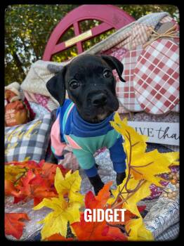 Rescue Black Mouth Cur Dogs for Adoption in Sebring, Florida - Gidget | PetCurious