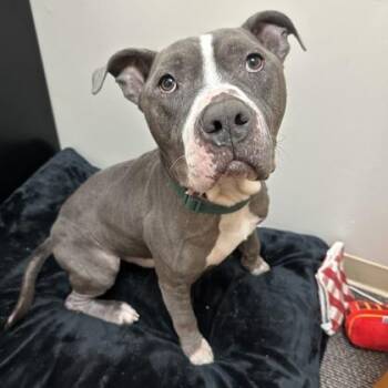 Blue -  Pit Bull Terrier and Mixed Breed Dog for Adoption in Honolulu, Hawaii - Blue | PetCurious