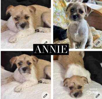 Shih Tzu and Chiweenie Dogs Available for Adoption - Annie | PetCurious