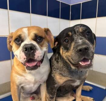 Sarge -  Boxer and Labrador Retriever Dog for Adoption in Austin, Texas - Sarge | PetCurious