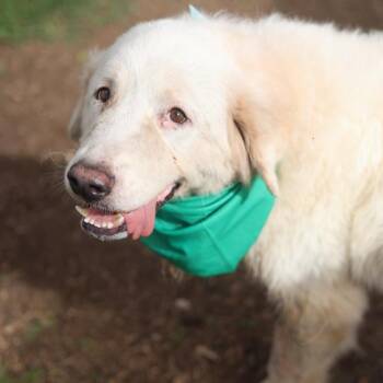 SUNNY D -  Great Pyrenees Dog for Adoption in San Antonio, Texas - SUNNY D | PetCurious