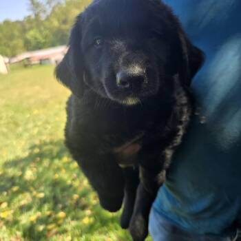 Harley -  Golden Retriever and Black Labrador Retriever Dog for Adoption in Zaleski, Ohio - Harley | PetCurious