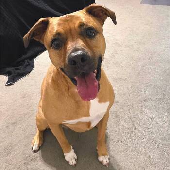 Rescue Mixed Breed Dogs for Adoption in Jacksonville, Florida - Annie | PetCurious