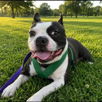 Boston Terrier Dogs Available for Adoption in Rockville, Maryland - Alan | PetCurious