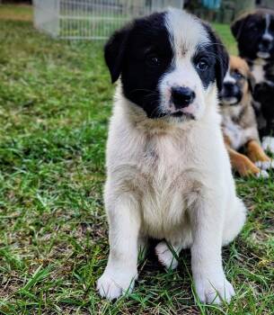 Rescue Boxer Dogs for Adoption in Barnwell, South Carolina - Amber FCD#1100 | PetCurious