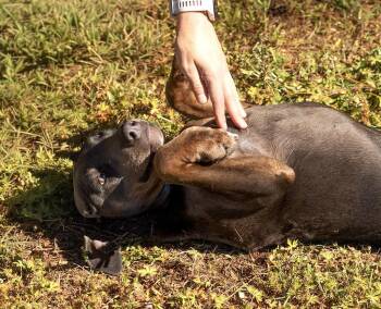 Pumice -  Mixed Breed Dog Available for Adoption in Durham, North Carolina - Pumice | PetCurious