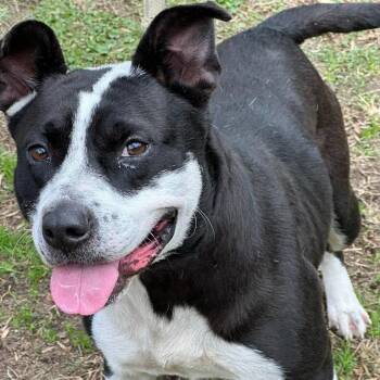 Rescue Border Collie Dogs for Adoption in Chesapeake, Virginia - Truffles *Courtesy Post* | PetCurious