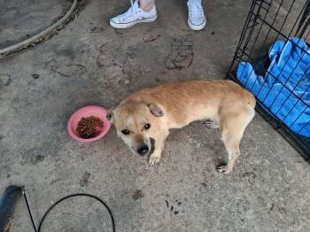 Trixie -  Jack Russell Terrier Dog for Adoption in Cleveland, Oklahoma - Trixie | PetCurious