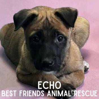 Belgian Shepherd Malinois and Affenpinscher Dogs Available for Adoption in Wasilla, Alaska - Echo | PetCurious