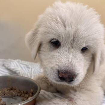 Waltz 0603 -  Great Pyrenees Dog for Adoption in Loxahatchee Groves, Florida - Waltz 0603 | PetCurious