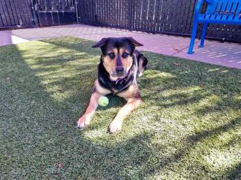 Moana -  Rottweiler Dog for Adoption in Elk Grove, California - Moana | PetCurious
