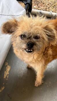 Wookie -  Shih Tzu Dog for Adoption in Ruston, Louisiana - Wookie | PetCurious