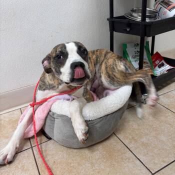 Pit Bull Terrier Dogs Available for Adoption - Universe | PetCurious