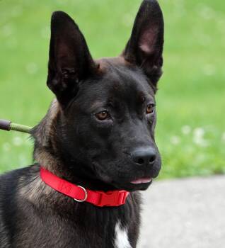 Shepherd and Belgian Shepherd Malinois Dogs Available for Adoption in Millfield, Ohio - Flounder | PetCurious