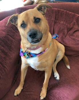 Shelby (SADIE) -  Shepherd Dog for Adoption in Rockaway, New Jersey - Shelby (SADIE) | PetCurious