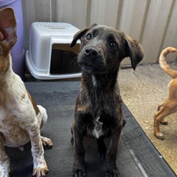 Shepherd and Mixed Breed Dogs Available for Adoption - Aurora | PetCurious