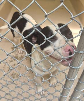 Ic-14 -  American Bully Dog for Adoption in Lawrenceville, Georgia - Ic-14 | PetCurious