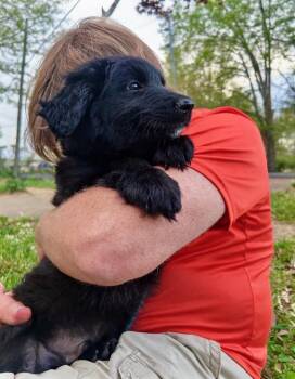 Poodle and Shepherd Dogs Available for Adoption - Lumiere | PetCurious