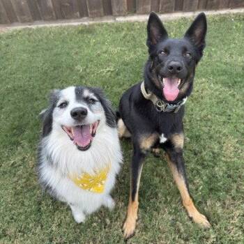 Border Collie Dogs Available for Adoption in Dallas, Texas - Ellie | PetCurious