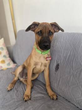 Matteo -  Retriever and Shepherd Dog for Adoption in Valley Stream, New York - Matteo | PetCurious