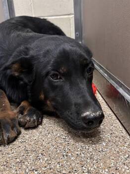 German Shepherd Dog and Mixed Breed Dogs Available for Adoption in Albuquerque, New Mexico - BUZZ LIGHTYEAR | PetCurious