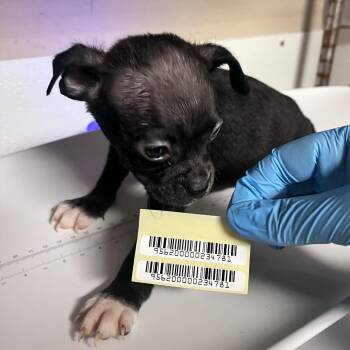 Dr Strange -  Mixed Breed Dog for Adoption in Charleston, West Virginia - Dr Strange | PetCurious