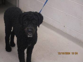 Poodle Dogs Available for Adoption in Marietta, Georgia - Koko(55) | PetCurious