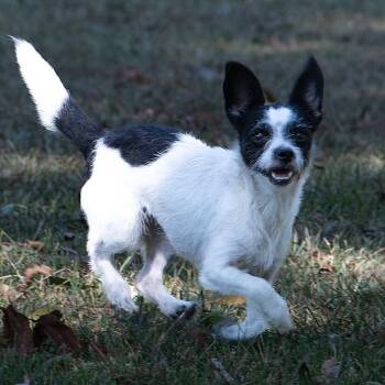 Dandy -  Terrier Dog for Adoption in Portland, Oregon - Dandy | PetCurious