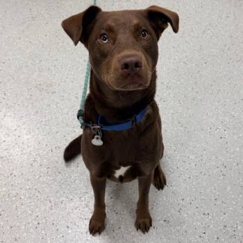 Bowie -  Chocolate Labrador Retriever Dog for Adoption in Indianapolis, Indiana - Bowie | PetCurious