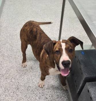 Hall -  Terrier Dog Available for Adoption in Athens, Tennessee - Hall | PetCurious