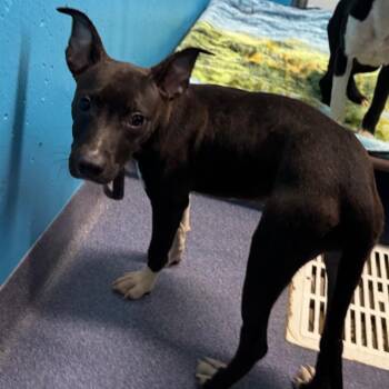 Madellaine -  Mixed Breed Dog for Adoption in Edwardsville, Illinois - Madellaine | PetCurious