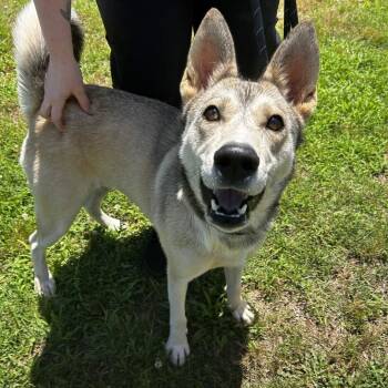 Lola -  Husky and Mixed Breed Dog Available for Adoption in Greenville, South Carolina - Lola | PetCurious