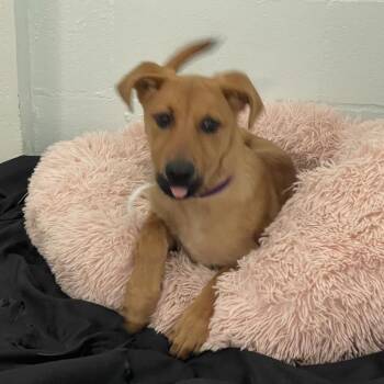 Elly -  Golden Retriever and Shepherd Dog for Adoption in Tulsa, Oklahoma - Elly | PetCurious