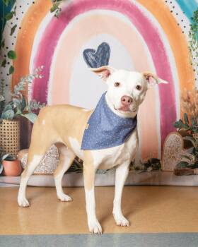 Rescue Pit Bull Terrier Dogs for Adoption in Little Elm, Texas - Angel | PetCurious