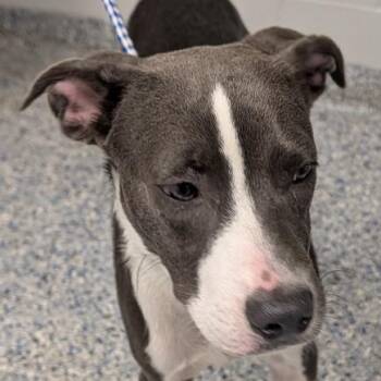 Smokey -  Mixed Breed Dog for Adoption in Greenville, South Carolina - Smokey | PetCurious