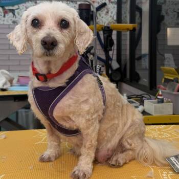 Mai Tai 14379 -  Miniature Poodle Dog for Adoption in San Francisco, California - Mai Tai 14379 | PetCurious