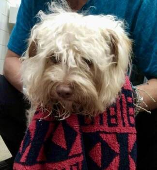 Yorkshire Terrier and Poodle Dogs Available for Adoption - Bentley | PetCurious