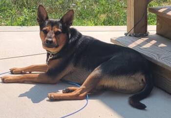 Mocha -  Terrier and Mixed Breed Dog for Adoption - Mocha | PetCurious
