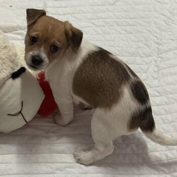 Terrier and Mixed Breed Dogs Available for Adoption in Miami, Florida - Puppy Mars | PetCurious