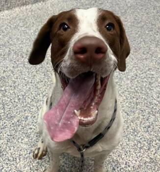 Pointer Dogs Available for Adoption in Golden, Colorado - Archer | PetCurious