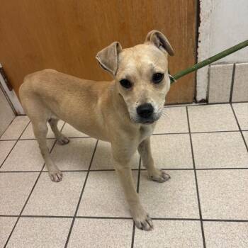 Mixed Breed Dogs Available for Adoption in Charleston, West Virginia - Vanilla | PetCurious