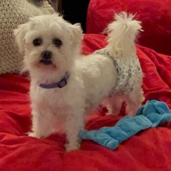 Rescue Maltese and Poodle Dogs for Adoption in Opelika, Alabama - Opie | PetCurious