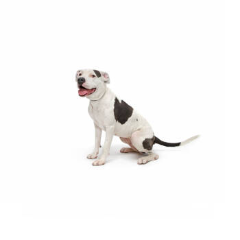 Rescue Mixed Breed Dogs for Adoption in Los Angeles, California - Hazel | PetCurious